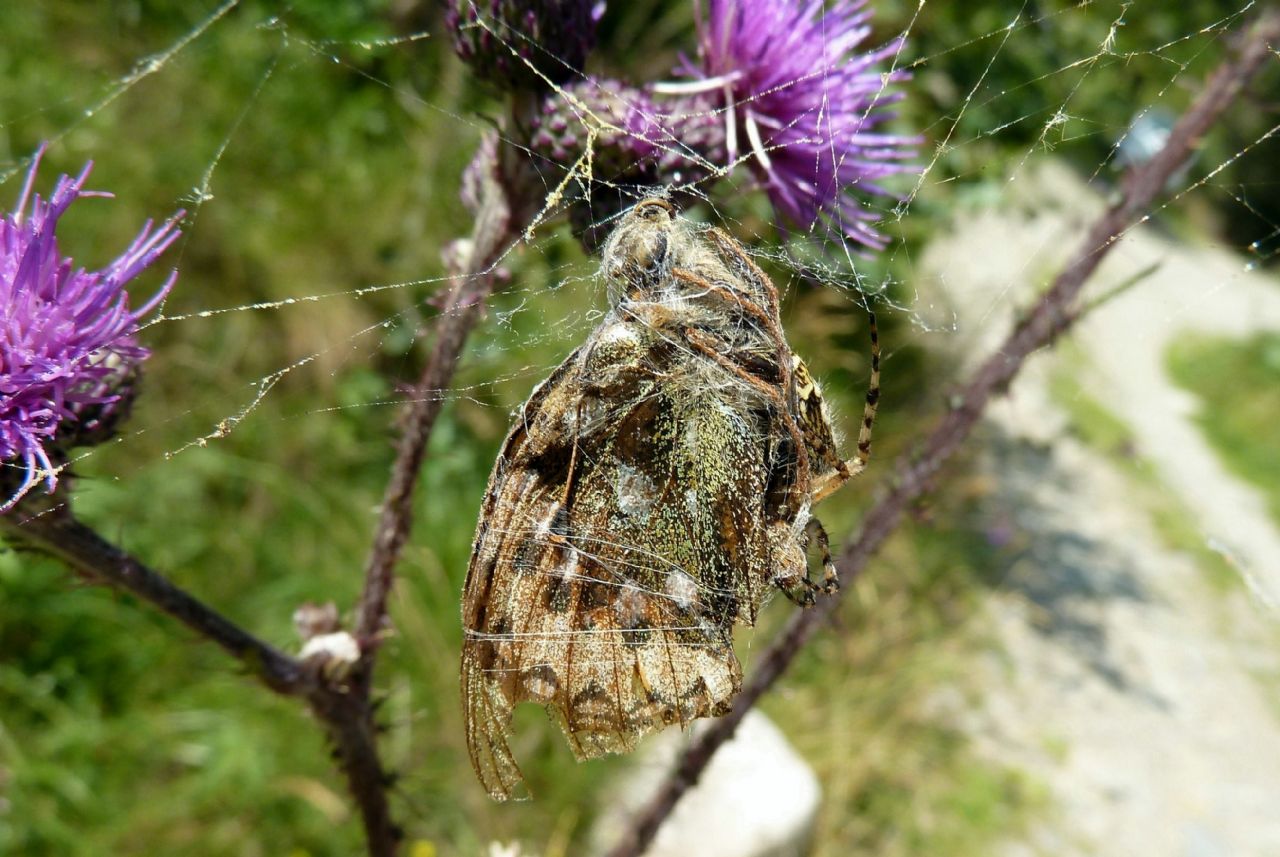 Predatori di farfalle